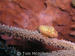 Flamingo Tongue with a large Barrell sponge in the backgr... by Tom Mcmillen 